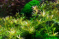 Preview: Rotala rotundifolia 'H'ra' - Vietnam 'H'ra' 1-2-Grow!